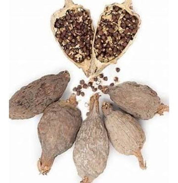 Atare - Alligator Pepper (2pcs