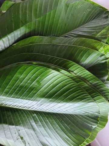 Moimoi Leaves