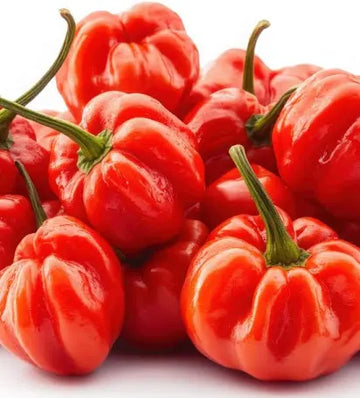 Scotch bonnet chilli Pepper (Hot pepper) 350g