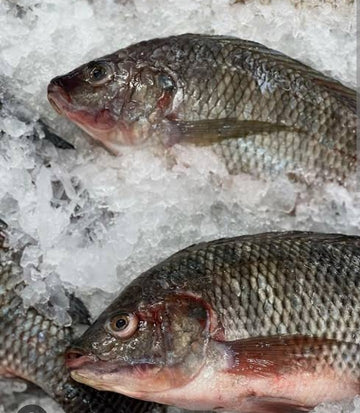Tilapia fish