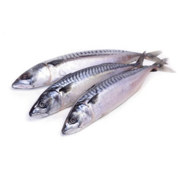 Mackerel